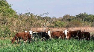 Entre Ríos: regularizaron 124.000 hectáreas de tierras fiscales