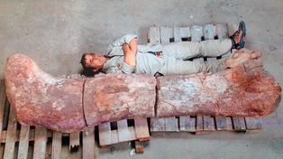 Descubren en un paraje chubutense el dinosaurio más grande del mundo