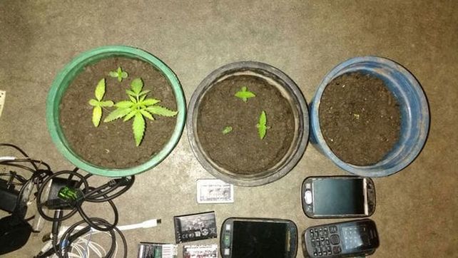 Incautaron 137 celulares, 38 facas y plantas de marihuana en una requisa carcelaria