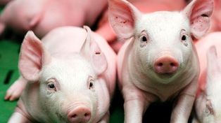 Argentina importará cerdo de EE.UU y se pondrían en peligro 35 mil empleos