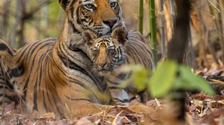 Tigres, documental de Disney, es narrado por la actriz india Priyanka Chopra.