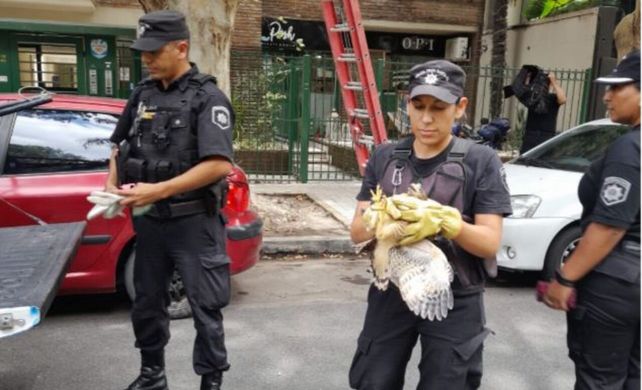 Policías de la división ecológica procedieron al rescate controlado.