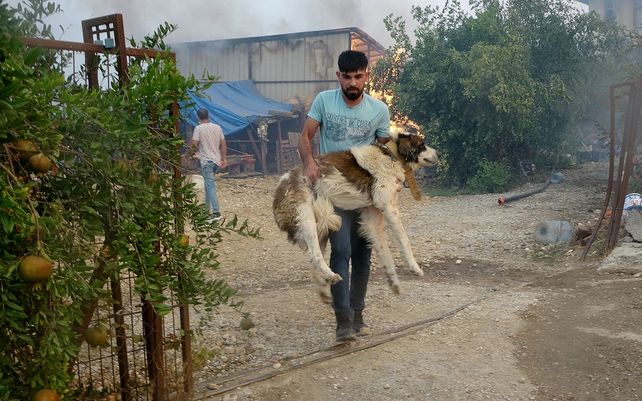 Un hombre lleva a su perro que rescató de su casa en llamas mientras los incendios forestales continúan asolando los bosques cerca de la ciudad costera mediterránea de Manavgat