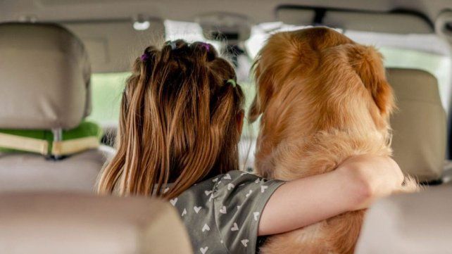 Qué multas habrá por abandono, maltrato animal y su traslado inseguro