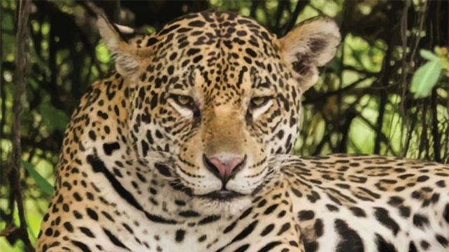 El yaguareté está en serio peligro de extinción.