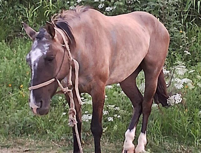 La encefalomielitis equina es una enfermedad exótica transmitida por vectores _especialmente mosquitos infectados por aves_ durante las épocas estivales a equinos