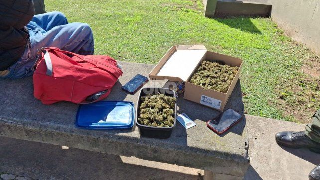 Los cogollos de marihuana que fueron secuestrados