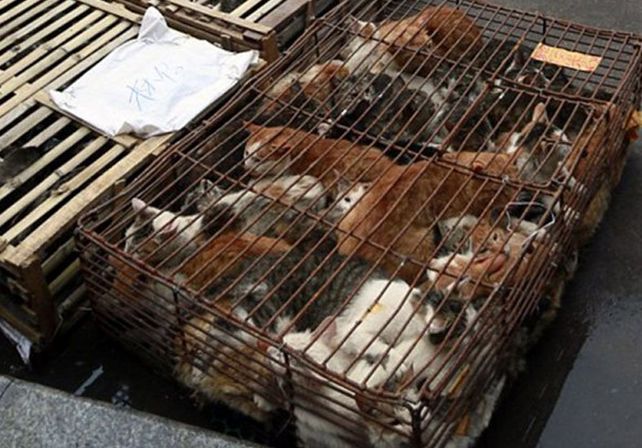 China sacrifica a miles de perros para el festival del horror