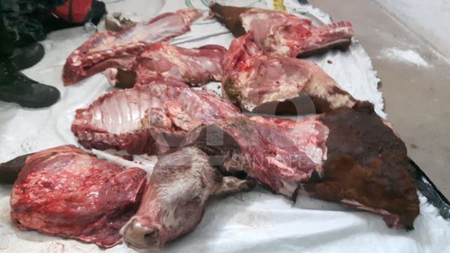 Apresaron a una pareja de cuatreros con un novillo robado y faenado