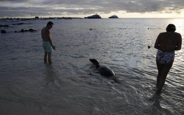 Turistas observan un lobo marino en la playa Mann en la isla de San Cristóbal, Galápagos, Ecuador. Los ingresos por turismo disminuyeron durante la pandemia.