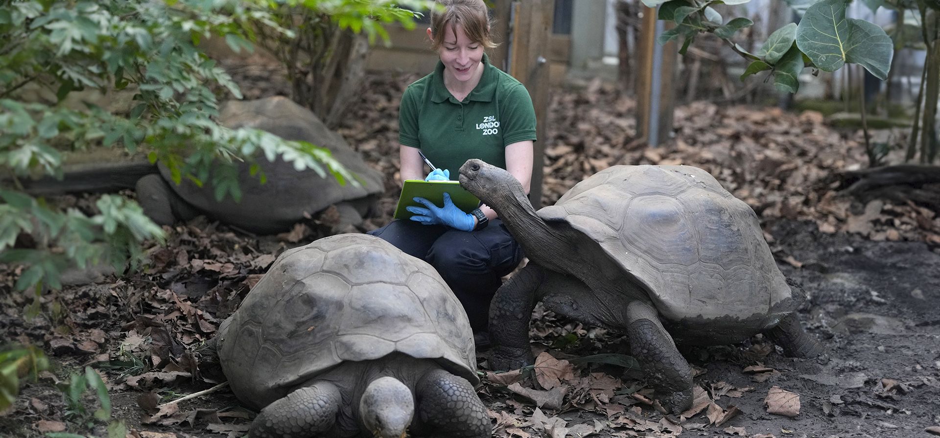 Tortugas gigante de Galápagos, se cuentan durante el inventario en el ZSL London Zoo, en Londres, el miércoles 3 de enero de 2024. El zoológico de conservación alberga más de 300 especies diferentes, de Galápagos en peligro de extinción. tortugas gigantes y leones asiáticos hasta tigres de Sumatra en peligro crítico de extinción, todos los cuales serán registrados como parte del requisito de licencia anual del zoológico. (Foto AP/Kirsty Wigglesworth) Tortugas gigante de Galápagos, se cuentan durante el inventario en el ZSL London Zoo, en Londres, el miércoles 3 de enero de 2024. El zoológico de conservación alberga más de 300 especies diferentes, de Galápagos en peligro de extinción. tortugas gigantes y leones asiáticos hasta tigres de Sumatra en peligro crítico de extinción, todos los cuales serán registrados como parte del requisito de licencia anual del zoológico. (Foto AP/Kirsty Wigglesworth)