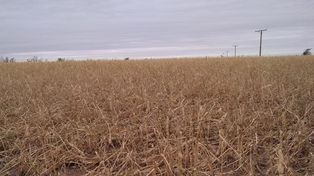 Los productores agropecuarios con seguro lograron cubrirse del granizo y el viento