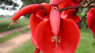 La flor nacional, el ceibo, florece en las riberas del Río Paraná y del Río de la Plata