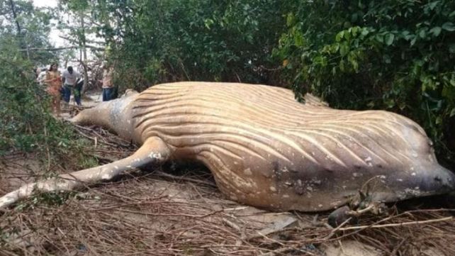 Apareció una ballena muerta en el medio del Amazonas
