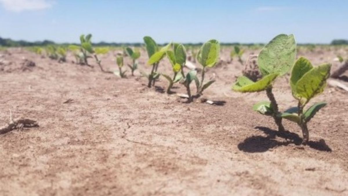 Avanza la siembra de soja en el centro-norte de Santa Fe por óptimas ...