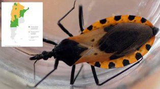 Argentina es el único país de la región, junto con Bolivia, que no logró controlar la transmisión vectorial del Chagas por la picadura de vinchuca.