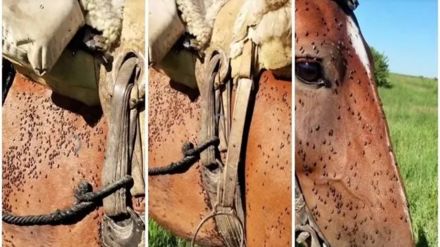 Los mosquitos no dejan en paz a los caballos