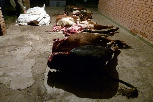 Robaban y faenaban vacunos