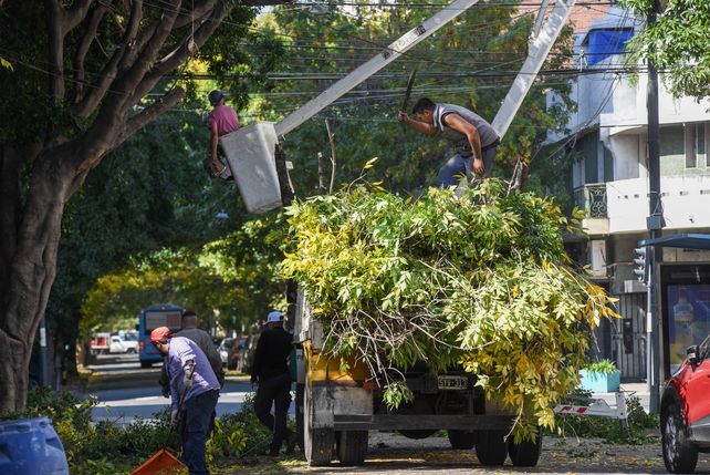 Habrá cortes de tránsito en un lugar específico del centro por poda de árboles.&nbsp;