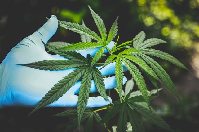 Cannabis: la cadena de valor se reúne en Rosario