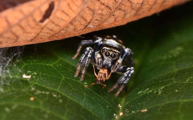 Las maravillosas imágenes que celebran la diversidad de la flora y fauna del planeta