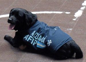 En el Día del Animal, la Afip jubila 16 perros entrenados