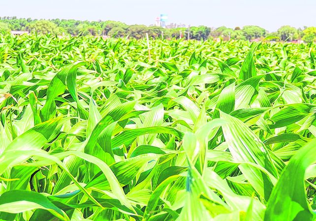 El escenario agrícola argentino hoy se sostiene en buenas condiciones climáticas y en el arranque sólido del maíz.