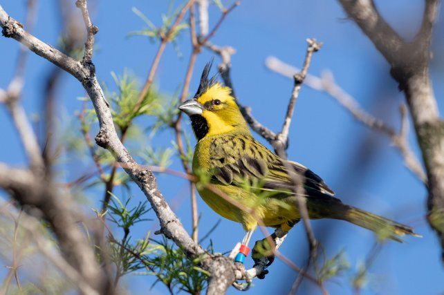 El cardenal amarillo fue declarado Monumento Natural de Santa Fe por la Legislatura. 