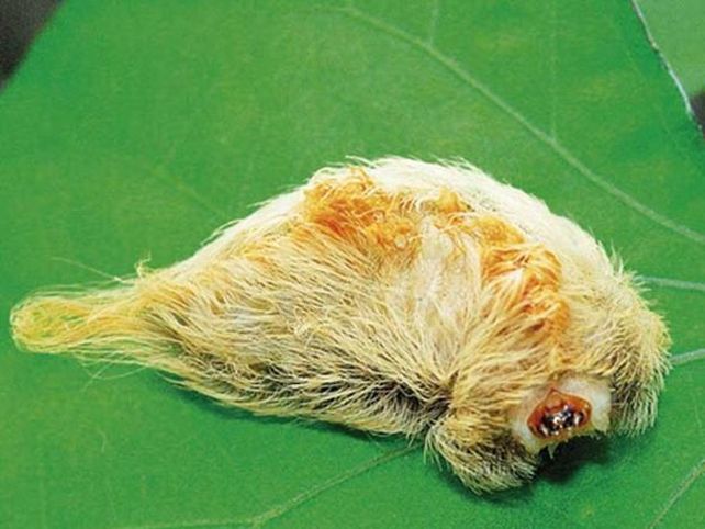 Alarma en Misiones por la aparición de una oruga venenosa