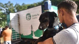 Campañas de vacunación para perros y gatos