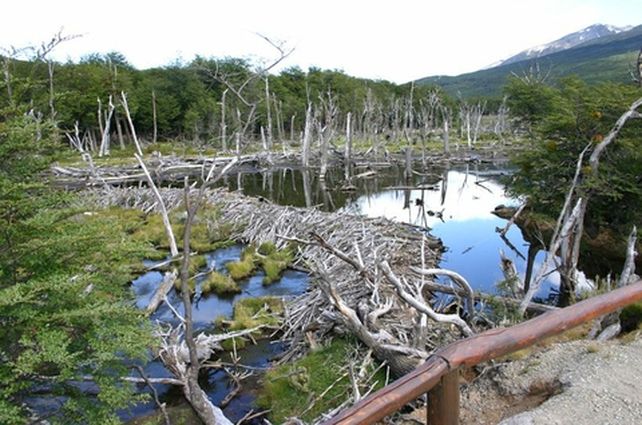 destrucción. Los diques que construyen provocan inundaciones.