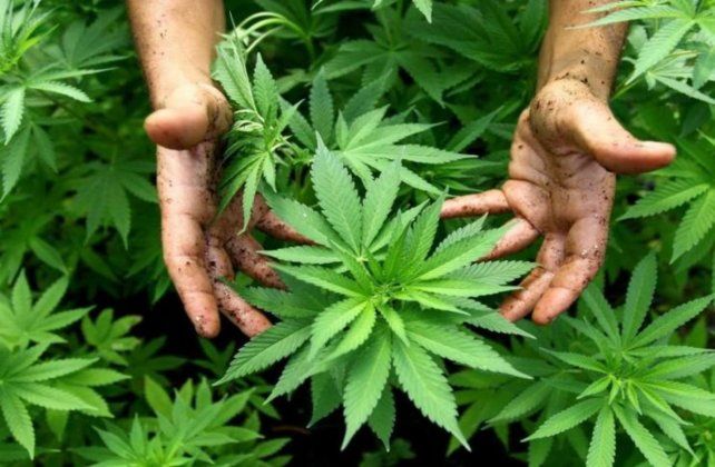 El gobierno reglamentó este viernes el funcionamiento del Sistema de Registro del Programa de Cannabis (Reprocann). 