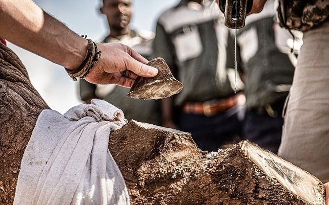 21st Century Rhino Conservation” por Gunther De Bruyne (Bélgica)