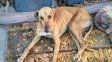 Discusión violenta: lo detuvieron porque atacó al perro de su hermano con un cuchillo