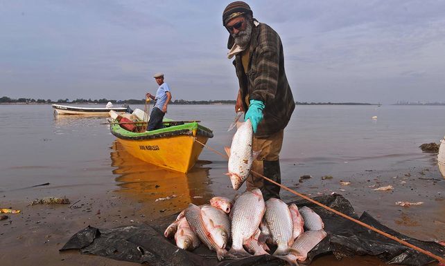 Los peces analizados se extrajeron del tramo bajo del río Salado