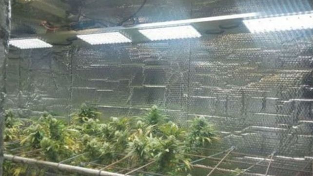 Desmantelaron un invernadero de marihuana que funcionaba con equipamiento de alta tecnología
