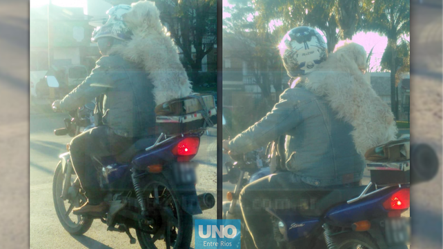 Muy cómodo. El perro iba tranquilo