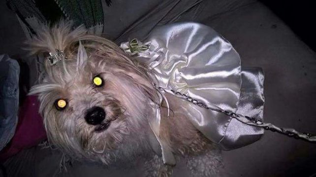 La dejaron plantada en el altar y terminó casándose con su perra
