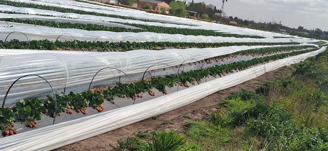 En tierra de soja y maíz, encontraron un negocio con las frutillas