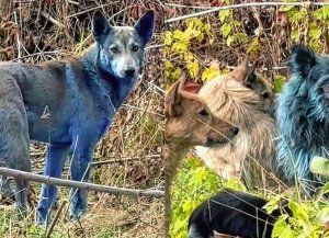 Aparecen perros azules en Chernobyl y los científicos buscan una explicación