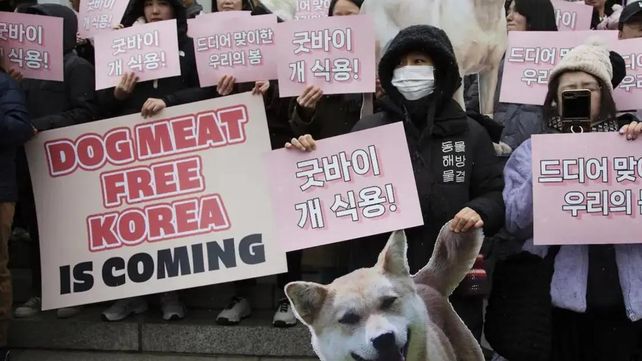 Corea del Sur prohíbe el consumo de carne de perro