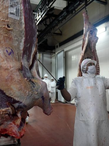 La faena de ganado bovino en Santa Fe tuvo un aumento de 8,3% interanual