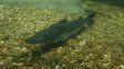 La cara buena de El Niño: expertos prevén condiciones favorables para la reproducción de los peces del Paraná