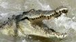 Cocodrilos atacaron un barco, un pescador murió y otro de 72 años sobrevivió arrojando herramientas