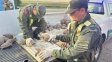 Gendarmería secuestró más de 160 tortugas y pájaros en un control 