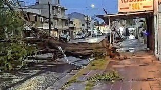 Paraná: un árbol de gran porte cayó en avenida Laurencena por el temporal