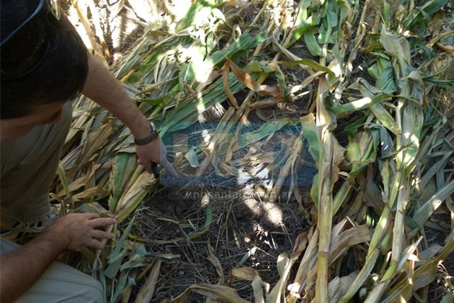 ¿Ovni en Pujato?: asombro y descreimiento por las huellas en un maizal