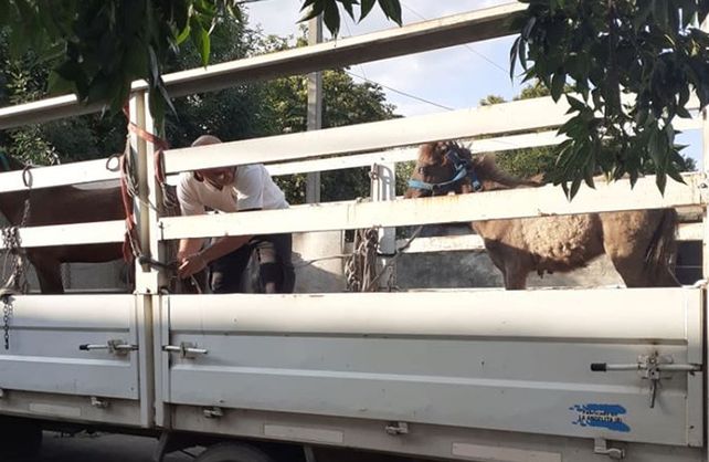 Los animales rescatados&nbsp;