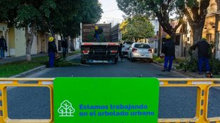 Los ambientalistas este año fue particularmente agresiva la intervención en el arbolado, incluso en árboles en flor.&nbsp;