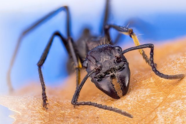 Las diez picaduras más dolorosas en el planeta